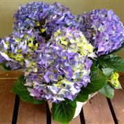 Homely Hydrangea